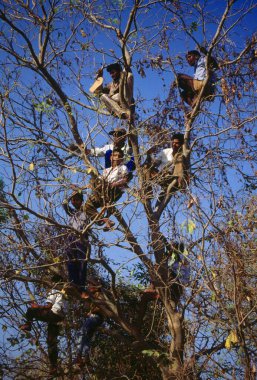 İzleyiciler kuru ağaçtan yarışı izliyor