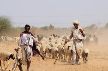 Two Shepherds with sheeps ; Kutch ; Gujarat ; India clipart