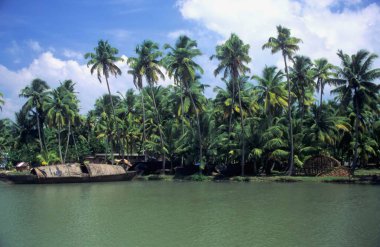 Palmiye ağaçları, durgun sular, Kerala, Hindistan