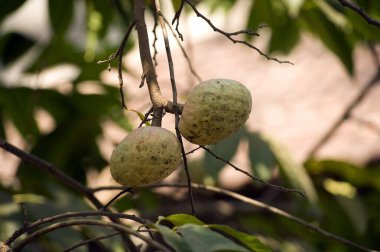 Custard Apple in Mandrem at Goa India Asia clipart