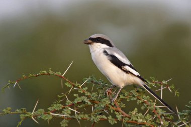Güney Gri Shrike Kuşu, Thol Kuş Sığınağı, Gujarat, Hindistan, Asya
