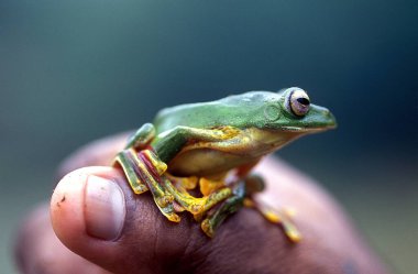 Amphibians , Tree Frog , Amboli , Sindhudurg , Maharashtra , India clipart