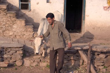 Himalaya Gadhwali Köyü, Raouto, Ki Beli, Thatur, Uttranchal, Hindistan 'ın Gadhwal bölgesinden ineğini getiren bir adam. 