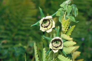 himalayan round leaves asiabeel Codonopsis rotundifolia benth  clipart