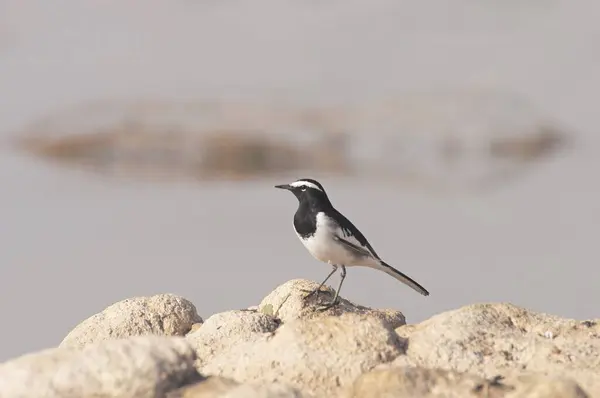 stock image Birds ,White Browed Wagtail, Motacilla maderaspatensis, Wagtail, Khanjan, Water bird, Nimaj, Rajasthan, India 