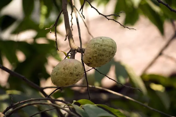 stock image Custard Apple in Mandrem at Goa India Asia