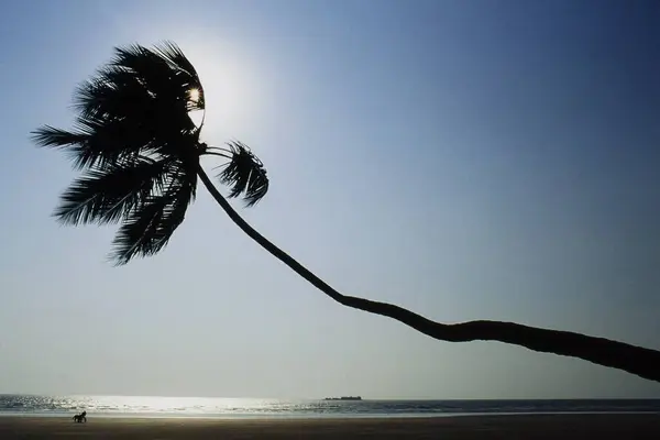 stock image Coconut tree on Murud Beach, Raigad District, Maharashtra, India, Asia