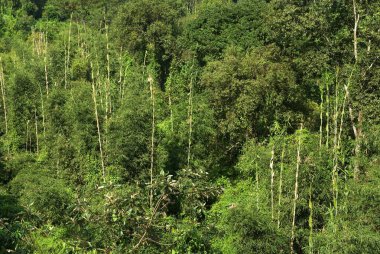 Bambu Ağaçları, Shillong, Meghalaya, Hindistan