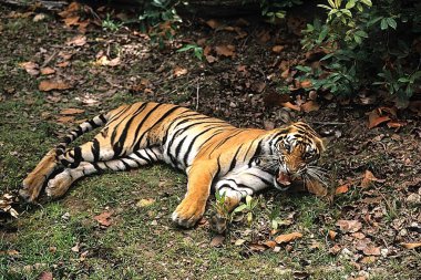 Tiger taking rest Panthera tigris ,  Bandhavgarh National Park , Madhya Pradesh , India clipart