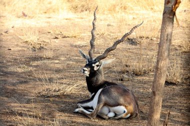 Siyah geyik, İngiliz kız, Gujarat, Hindistan, Asya