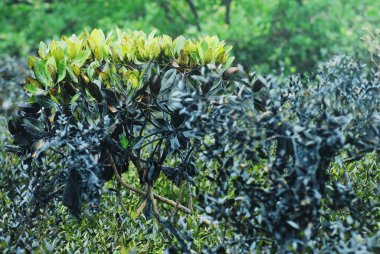 Mangrovlar ins kunjali, Colaba, Bombay Mumbai, Maharashtra, Hindistan 'daki petrol sızıntısından etkilendi. 