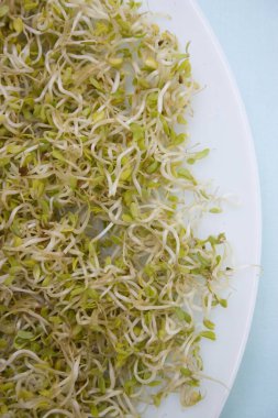 Alfa alfa filizleri, yakın görüş