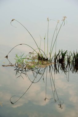 Durgun suda çimen yansıması, Valsad, Gujarat, Hindistan, Asya