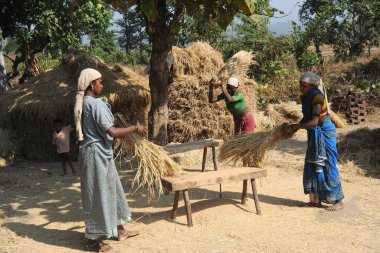 Warli kabile hanımları hasat edilen çimenler, Maharashtra, Hindistan 