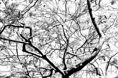 Yapraksız Kavak ağaçları, Pahalgam, Kaşmir, Jammu ve Kaşmir, Hindistan, Asya 