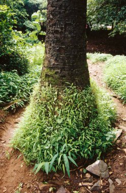 Ağacın dibinde büyüyen çalılar