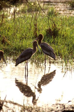 Kuşlar, Boyalı Leylek Ibis Lösefalus, Bharatpur, Rajasthan, Hindistan  