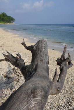 Driftwood, Laxmanpur Beach, Neil Island, Shaheed Dweep, Andaman and Nicobar Islands, Union Territory, UT, India clipart