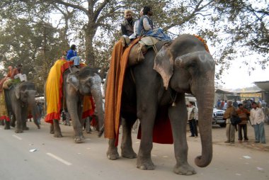 Filler Allahabad, Uttar Pradesh, Hindistan 'da dini tören sırasında yolda yürüyorlar. 