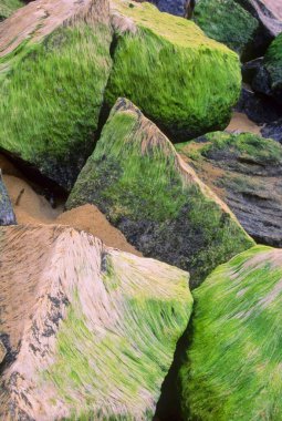 Büyük taşların üzerinde yeşil yosun manzarası