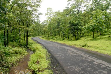 Tansa Gölü Yolu, Thane Bölgesi, Maharashtra, Hindistan 'da, Muson' da yeşillik 