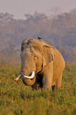 Asya fili Elephas maximus otlakta, Kaziranga ulusal parkında, Assam, Hindistan