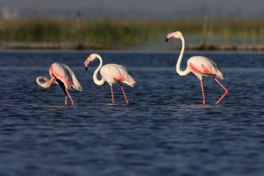 daha büyük flamingo, nalsarovar, Gujarat, Hindistan, Asya 