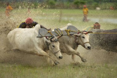 Boğa yarışı, Batı Bengal, Hindistan, Asya