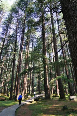 Deodar Ormanı, Vahşi Yaşam Sığınağı, Manali, Himachal Pradesh, Hindistan, Asya