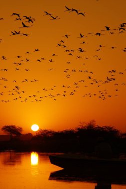 Gündoğumunda kuşlar, nalsarovar, Gujarat, Hindistan, Asya 