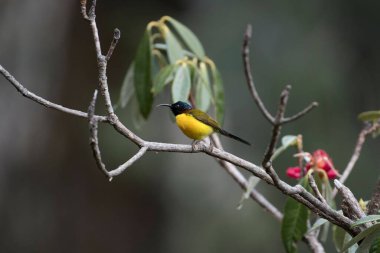 Yeşil kuyruklu Sunbird, Kedarnath Vahşi Yaşam Sığınağı, Uttarakhand, Hindistan, Asya 