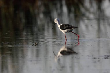 Siyah kanatlı stilt, nalsarovar, Gujarat, Hindistan, Asya 