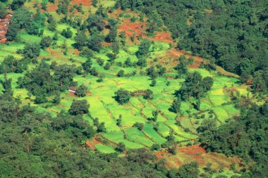 Çeltik tarlası ve ormanın havadan görünüşü, Mahabaleshwar, Maharashtra, Hindistan