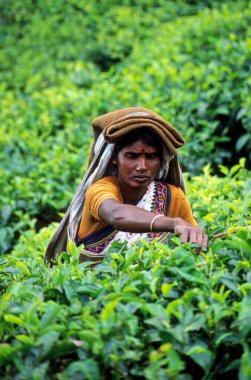 Fields, Munnar, Kerala, Hindistan 'da çalışan kadınlar 