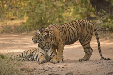 Bengal Kaplanı Ranthambhore Milli Parkı, Rajasthan, Hindistan, Asya