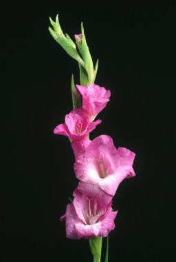 Siyah arkaplanda Gladiola çiçekleri 