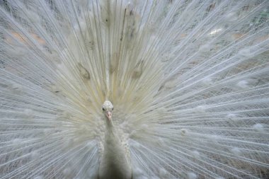 Kuş, beyaz tavus kuşu, bharatpur, rajasthan, Hindistan