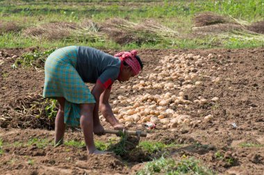 Çiftçi Patates Panitras Batı Bengal Hindistan Asya 