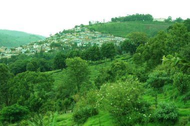 Çay çiftliği, Coonoor, Nilgiris, Tamil Nadu, Hindistan