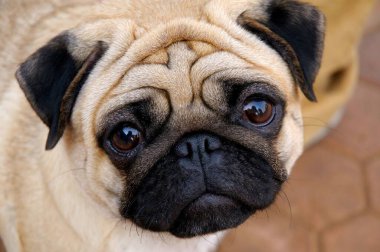 Dog pug; Pune; Maharashtra; Hindistan 17-Ocak-2009