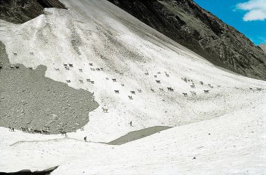 Amarnath Mağarası yakınlarındaki kar köprüsünden geçen koyunlar; Jammu & Kashmir; Hindistan