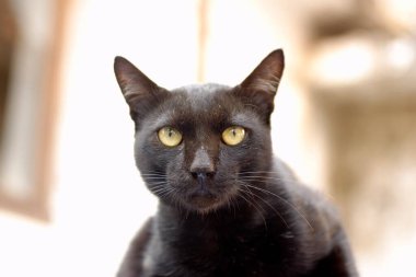 kameraya bakarak sarı gözlü siyah kedi 