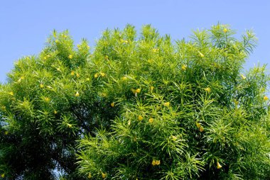 Pilli Kanner yellow oleander thevetia peruviana, Amreli, Gujarat, India  clipart