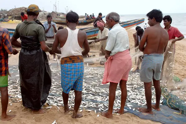 stock image Fishermen ; people are busy with the daily routine work ; sorting fishes ; Bhubaneswar ; Orissa ; India