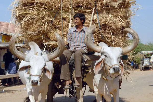 Bullock arabası; Kutch; Gujarat; Hindistan