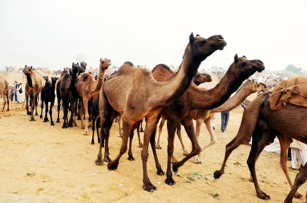 stock image Camels at pushkar fair, Rajasthan, India 