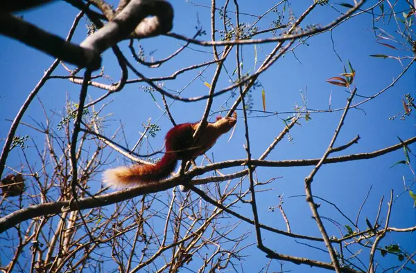 Hint Dev Sincap Rratufa indica, Dondeli, Karnataka, Hindistan