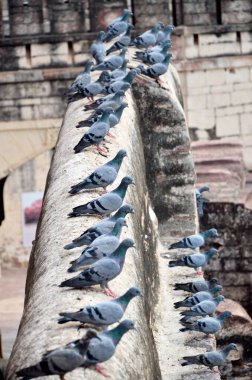 Mehrangarh Kalesi Jodhpur Rajasthan Hindistan Asya 'sında oturan güvercinler.