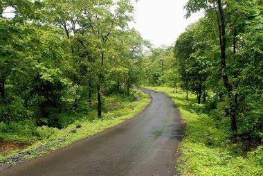Tansa Gölü Yolu, Thane Bölgesi, Maharashtra, Hindistan 'da, Muson' da yeşillik 