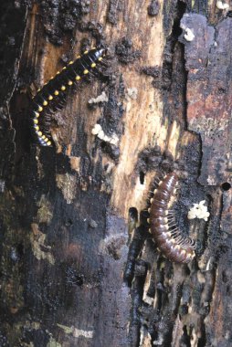 Kırkayak; Sanjay Gandhi Ulusal Parkı, Borivali; Bombay Mumbai; Maharashtra; Hindistan